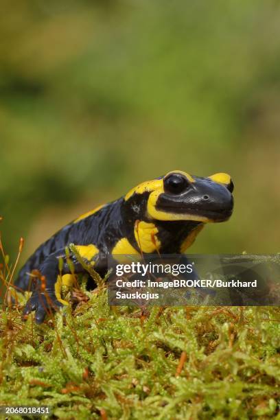 fire salamander (salamandra salamandra), running over moss, looking into the camera, animal portrait, wildlife, north rhine-westphalia, germany, europe - fire salamander stock pictures, royalty-free photos & images