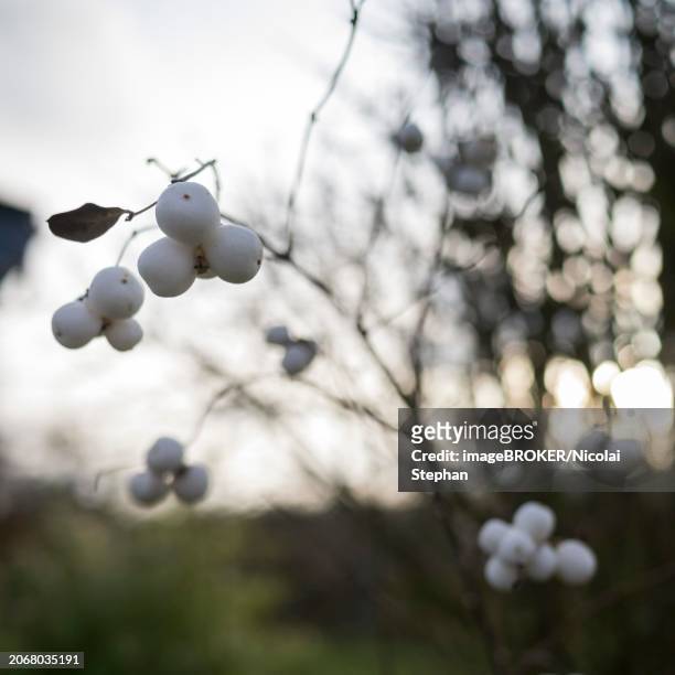 snowberries, white, garden, winter, lueneburg, lower saxony, germany, europe - symphoricarpos stock pictures, royalty-free photos & images