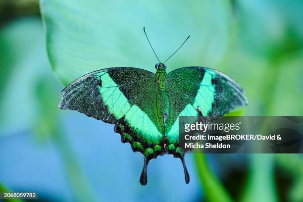 emerald swallowtail butterfly (papilio palinurus) sitting on a leaf, germany, europe - emerald swallowtail stockfoto's en -beelden