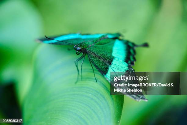 emerald swallowtail butterfly (papilio palinurus) sitting on a leaf, germany, europe - papilio palinurus stock pictures, royalty-free photos & images