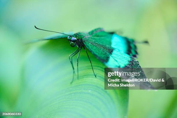 emerald swallowtail butterfly (papilio palinurus) sitting on a leaf, germany, europe - emerald swallowtail stockfoto's en -beelden