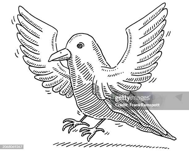 aaskrähe karikatur vogelzeichnung - crow bird stock-grafiken, -clipart, -cartoons und -symbole