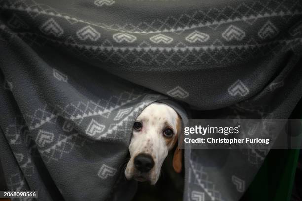 Pointer peeps out from his pen during day two of Crufts featuring the gundogs at the National Exhibition centre on March 08, 2024 in Birmingham,...