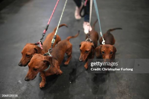 Miniature daschunds walk through the venue on day two of Crufts at the National Exhibition Centre on March 08, 2024 in Birmingham, England. Over...