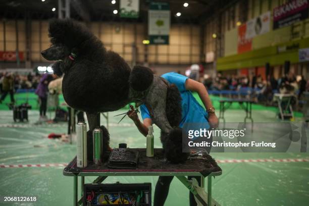 Standard poodle is groomed during the Young Groomer of the Year competition on day two of Crufts featuring the gundogs at the National Exhibition...
