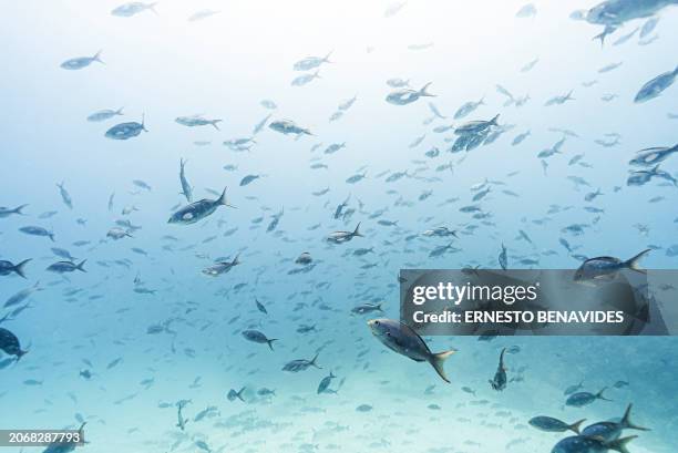 Underwater image of fish at the North Seymour Island dive site in the Galapagos archipelago, Ecuador, taken on March 8, 2024. Greenpeace on March 11...