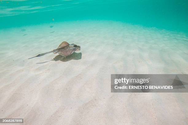 Stingray is seen in Tortuga Bay at Santa Cruz Island, part of the Galapagos archipelago in Ecuador, on March 6, 2024. Greenpeace on March 11 called...