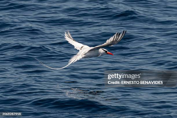 Red-billed tropicbird flies in the Galapagos archipelago, Ecuador, on March 1, 2024. Greenpeace on March 11 called for the creation of a high seas...
