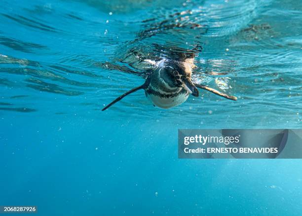 Galapagos penguin is seen at the Sombrero Chino dive site in the Galapagos archipelago, Ecuador, on February 29, 2024. Greenpeace on March 11 called...