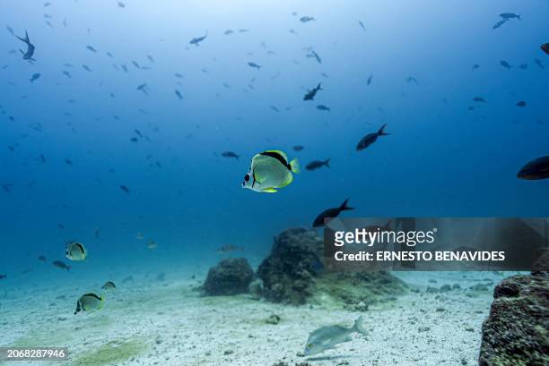 Underwater image of fish at the North Seymour Island dive site in the Galapagos archipelago, Ecuador, taken on March 8, 2024. Greenpeace on March 11...