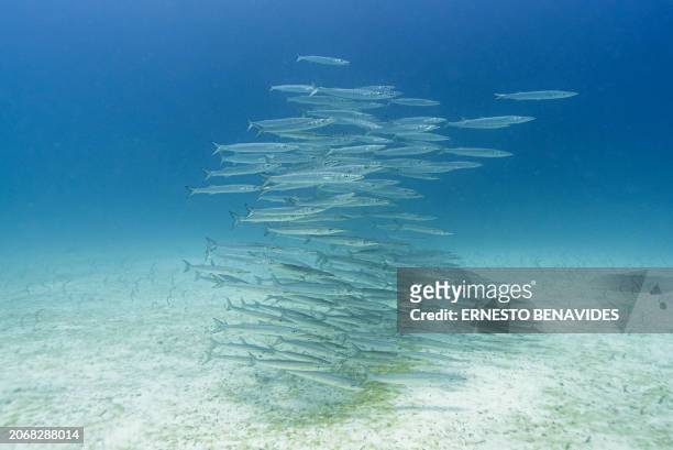 Underwater image of a school of barracudas at the North Seymour Island dive site in the Galapagos archipelago, Ecuador, taken on March 8, 2024....