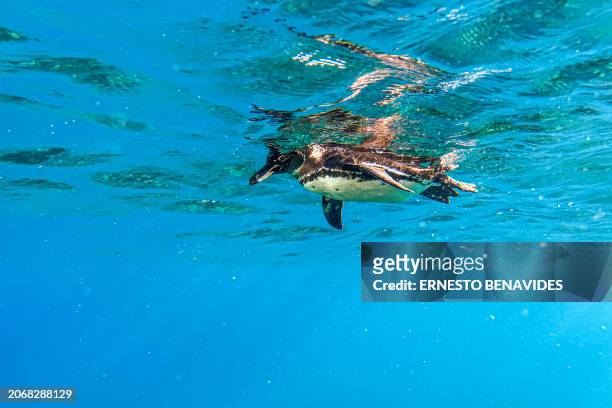Underwater image of a Galapagos penguin at the Sombrero Chino dive site in the Galapagos archipelago, Ecuador, taken on February 29, 2024. Greenpeace...