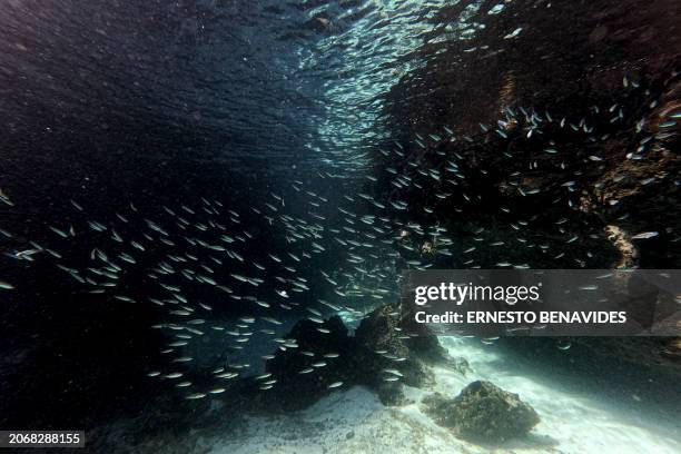 Underwater image of fish at the Sombrero Chino dive site in the Galapagos archipelago, Ecuador, taken on February 29, 2024. Greenpeace on March 11...