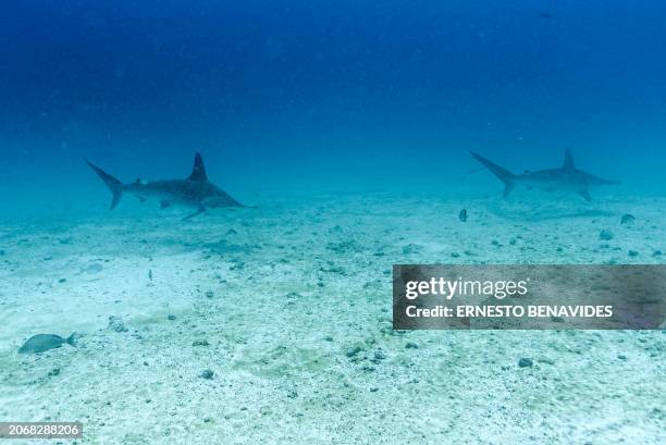 Underwater image of hummer head sharks at the North Seymour Island dive site in the Galapagos archipelago, Ecuador, taken on March 8, 2024....