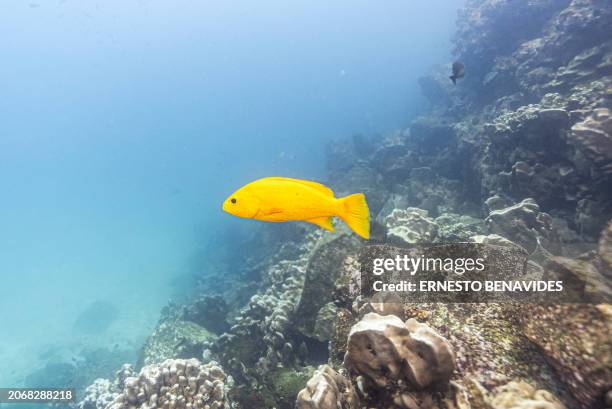 Underwater image of a fish at the North Seymour Island dive site in the Galapagos archipelago, Ecuador, taken on March 8, 2024. Greenpeace on March...