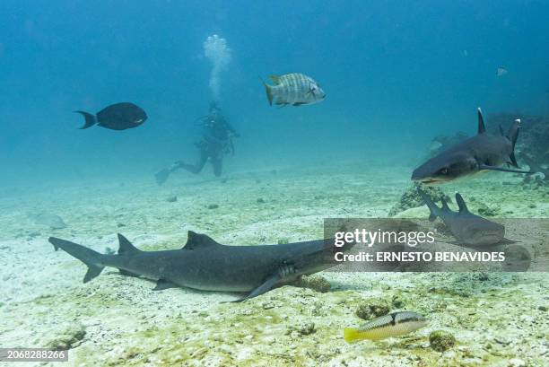 Underwater image of whitetip sharks with other fish at the North Seymour Island dive site in the Galapagos archipelago, Ecuador, taken on March 8,...