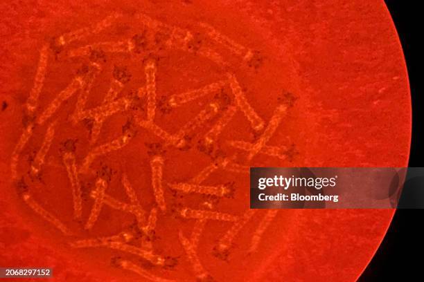 Larvae of genetically modified Aedes aegypti mosquitos seen underneath a microscope at the Oxitec facilities in Campinas, Sao Paulo state, Brazil, on...