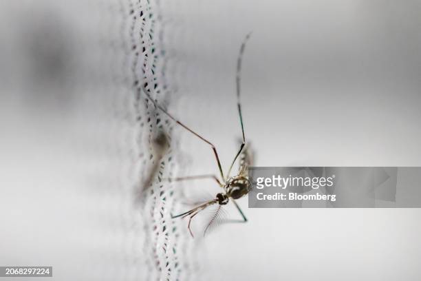 Genetically modified Aedes aegypti mosquito at the Oxitec facilities in Campinas, Sao Paulo state, Brazil, on Monday, March 11, 2024. As Brazil faces...