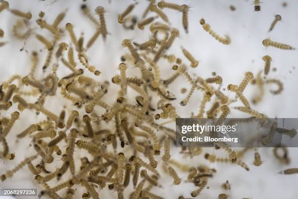 Larvae of genetically modified Aedes aegypti mosquitos at the Oxitec facilities in Campinas, Sao Paulo state, Brazil, on Monday, March 11, 2024. As...