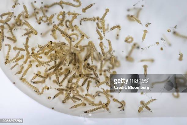 Larvae of genetically modified Aedes aegypti mosquitos at the Oxitec facilities in Campinas, Sao Paulo state, Brazil, on Monday, March 11, 2024. As...