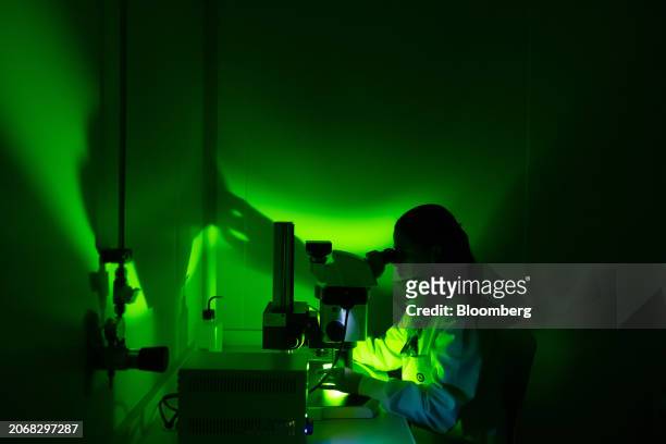 Laboratory technician uses a microscope to view larvae of genetically modified Aedes aegypti mosquitos seen underneath a microscope at the Oxitec...
