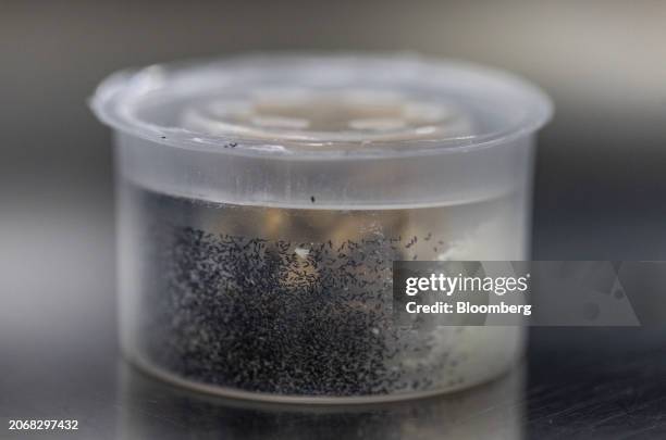 Larvae of genetically modified Aedes aegypti mosquitos at the Oxitec facilities in Campinas, Sao Paulo state, Brazil, on Monday, March 11, 2024. As...