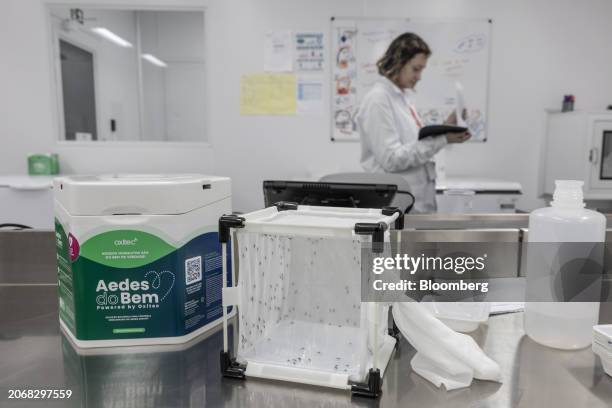 Box containing genetically modified Aedes aegypti mosquitos at the Oxitec facilities in Campinas, Sao Paulo state, Brazil, on Monday, March 11, 2024....