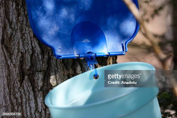 Maple sap buckets are seen at the Maple Town of the Mountsberg Conservation Area near Campbellville, Ontario on March 11, 2024. Visitors learn about...