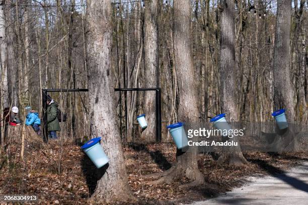 Maple sap buckets are seen at the Maple Town of the Mountsberg Conservation Area near Campbellville, Ontario on March 11, 2024. Visitors learn about...