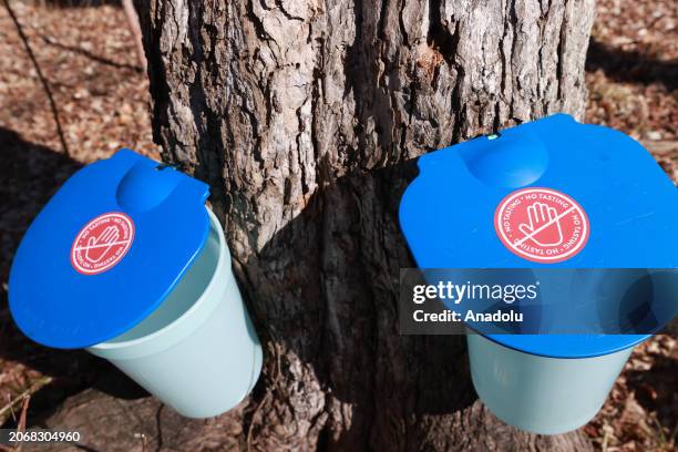 Maple sap buckets are seen at the Maple Town of the Mountsberg Conservation Area near Campbellville, Ontario on March 11, 2024. Visitors learn about...