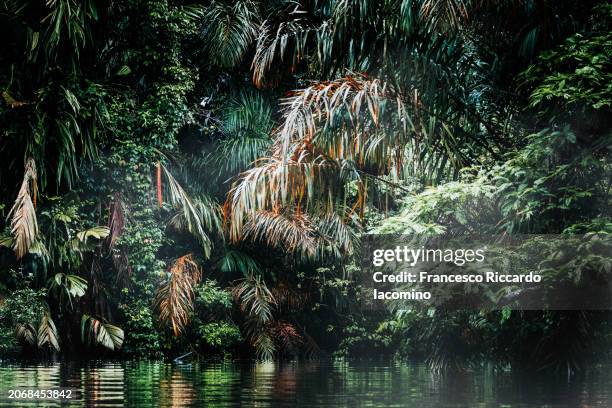 tropical background. tortuguero, costa rica - tortuguero fotografías e imágenes de stock