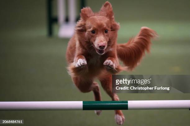 Yunalesca's Mad As A Hatter jumps an obstacle during the agility competition on day two of Crufts fat the National Exhibition centre on March 08,...