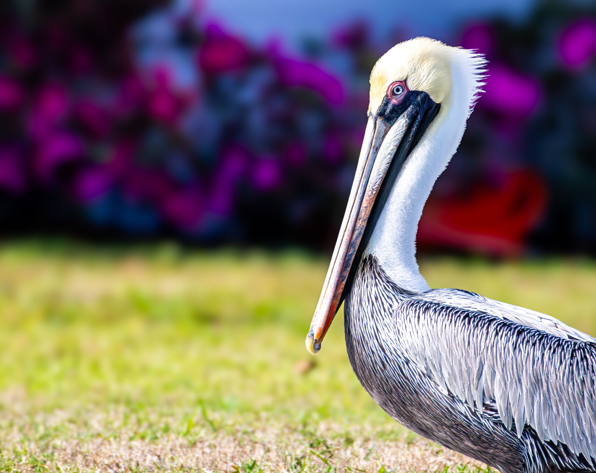 Florida wildlife