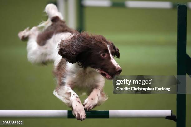 Tarnock Forever Fancy jumps an obstacle during the agility competition on day two of Crufts fat the National Exhibition centre on March 08, 2024 in...