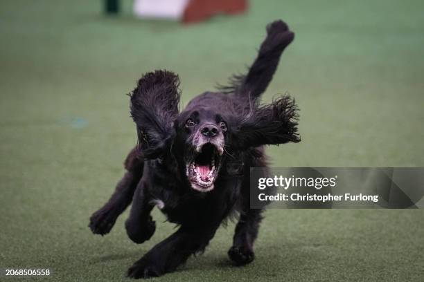 Spaniel takes part in the agility competition on day two of Crufts at the National Exhibition Centre on March 08, 2024 in Birmingham, England. Over...