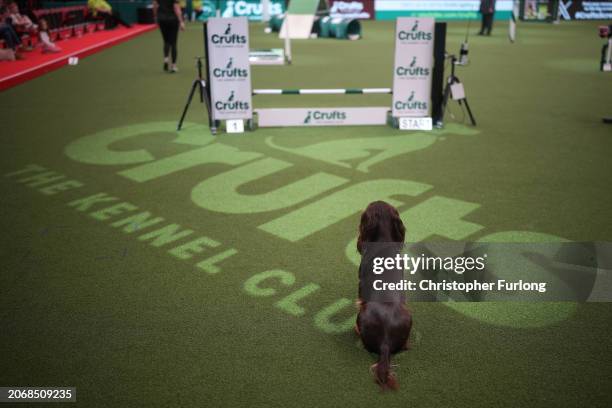 Spaniel takes part in the agility competition on day two of Crufts at the National Exhibition Centre on March 08, 2024 in Birmingham, England. Over...