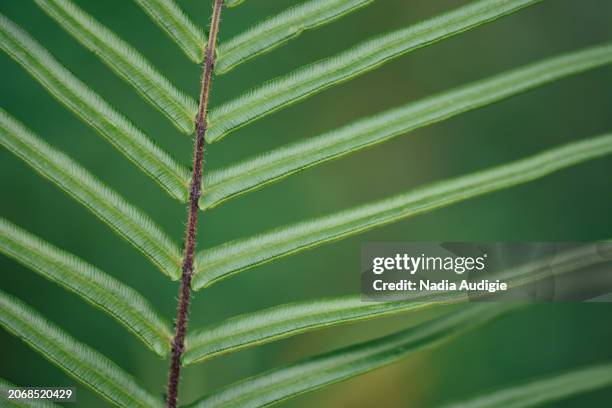 chinese ladder brake plant - nr bend stock pictures, royalty-free photos & images