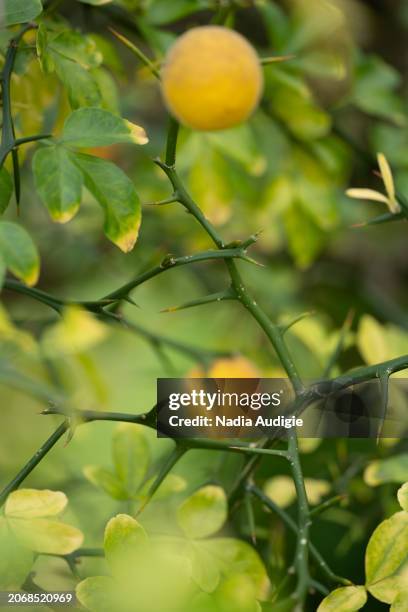 trifoliate orange citrus tree and fruit in a botanical garden - trifoliate stock pictures, royalty-free photos & images