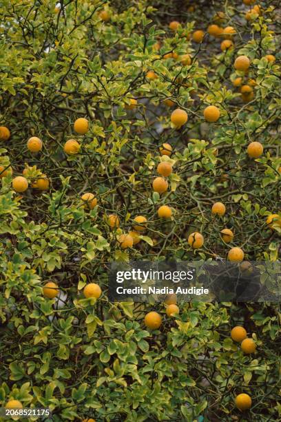 trifoliate orange citrus tree and fruit in a botanical garden - trifoliate stock pictures, royalty-free photos & images