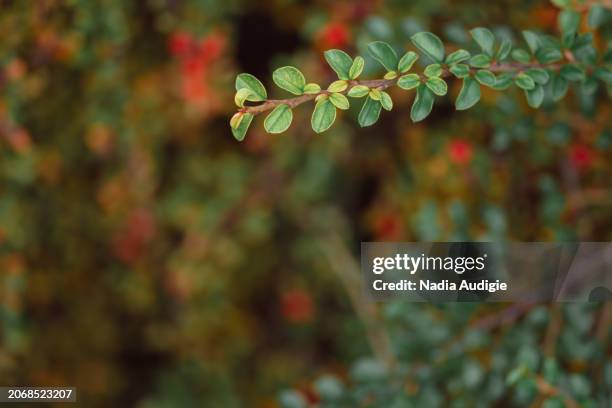 rockspray cotoneaster plant leaves - cotoneaster horizontalis stock pictures, royalty-free photos & images