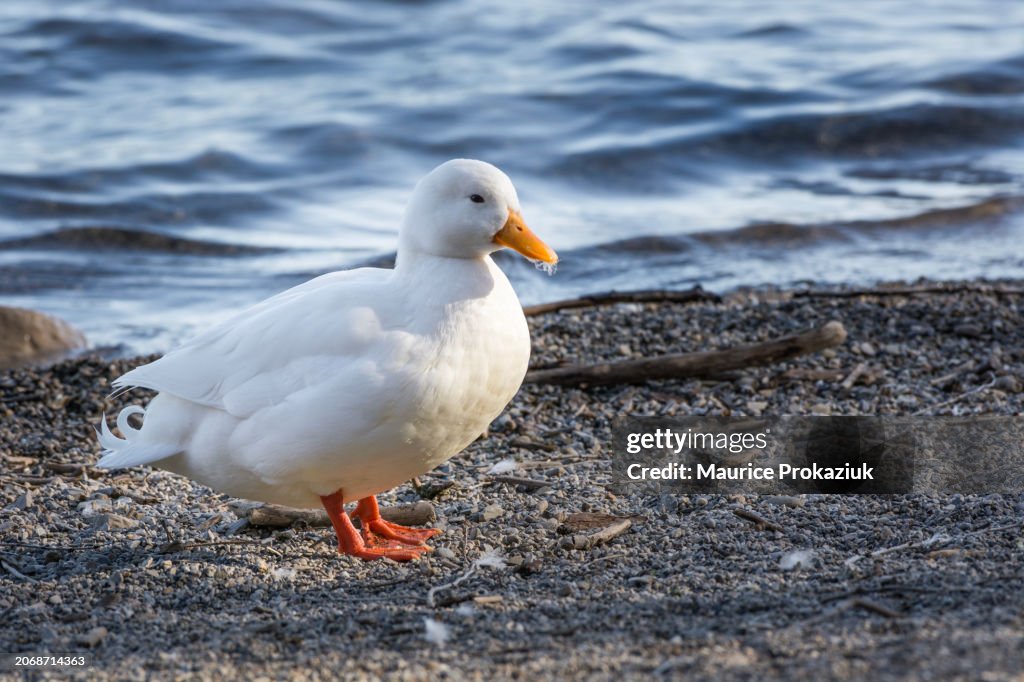 Call Duck
