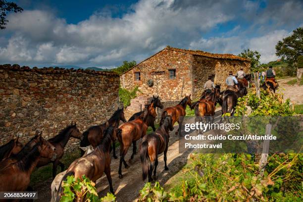 italy, passage of transhumance at chiusdino, tuscany - buttero foto e immagini stock