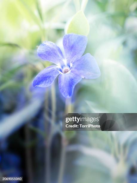 close-up blue flower with blurred background at spring. vinca, periwinkle - vinca major stock pictures, royalty-free photos & images