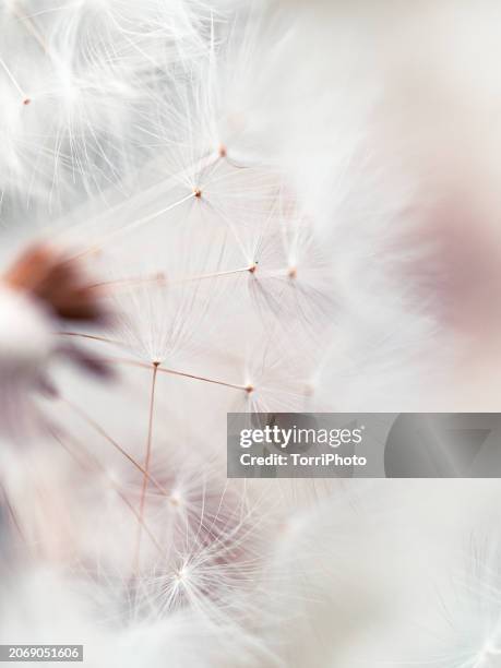 extreme close-up fluffy dandelion seeds on pink blurred background. macro photography - famiglia delle margherite foto e immagini stock