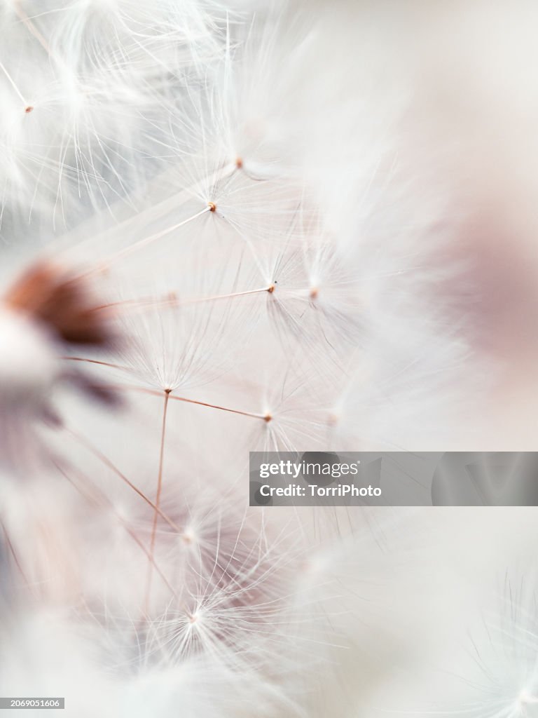 Extreme close-up fluffy dandelion seeds on pink blurred background. Macro photography