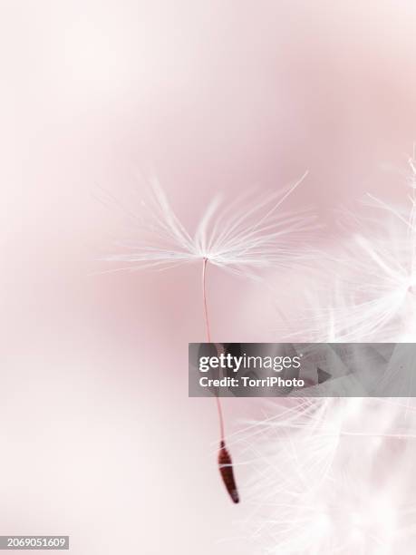 extreme close-up fluffy dandelion seeds on pink blurred background. macro photography - famiglia delle margherite foto e immagini stock