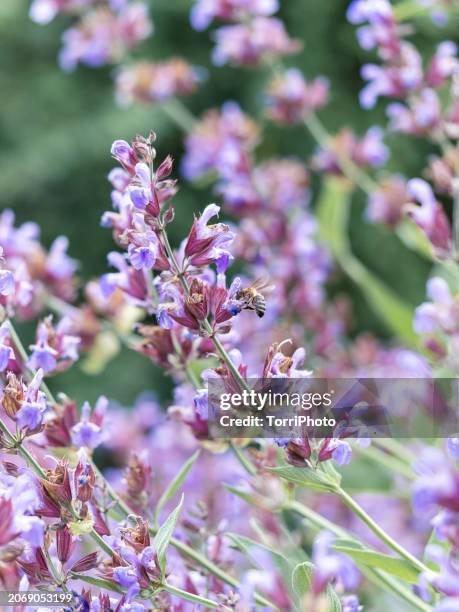 close-up blooming sage flowers in a garden. tender violet flowers background. salvia officinalis, the common sage - salvia fotografías e imágenes de stock