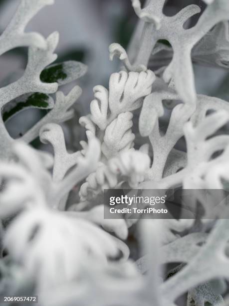 hairy white carved leaves  ornamental plant. cineraria maritima - cineraria maritima stock pictures, royalty-free photos & images