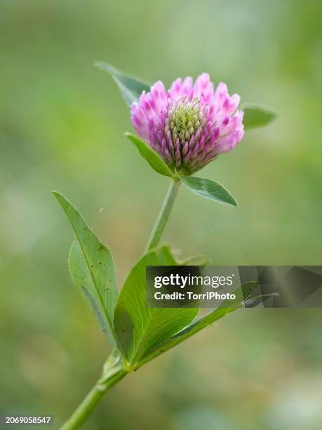 close-up tender pink clover flower head against green blurred background. red clover, trifolium pratense - clover sprouts stock pictures, royalty-free photos & images