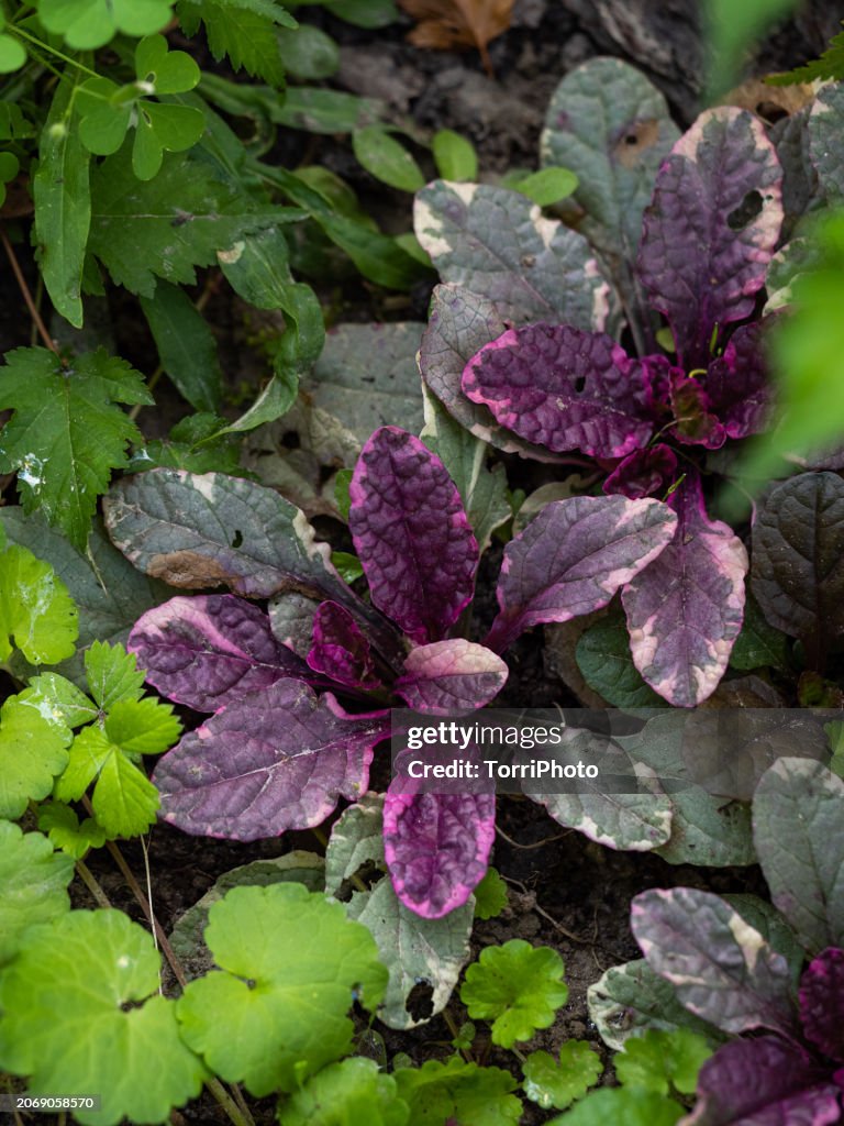 Groundcover herbal plant with variegated purple leaves in flower bed. Ajuga reptans Burgundy Glow. Blue bugle, bugleherb, bugleweed, carpetweed, carpet bugleweed